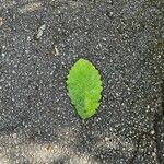 Quercus michauxii Leaf