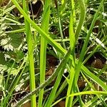 Knautia integrifolia Leaf