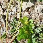 Hacquetia epipactis Fleur