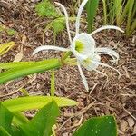 Hymenocallis liriosme Kvet