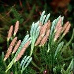 Lycopodium × oellgaardii Habit