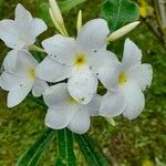 Plumeria pudicaBlomma