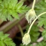 Malva neglecta Mbuma