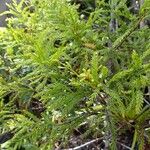 Dacrycarpus vieillardii Hábito