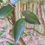 Camellia lutchuensis Leaf