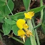 Lotus maritimus Flower