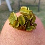 Salvinia molesta পাতা