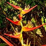 Heliconia latispatha Floare