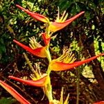 Heliconia latispatha Flower