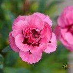 Dianthus caryophyllus Flower