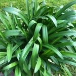 Agapanthus africanus Blad