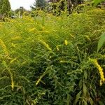 Solidago juncea Hábito