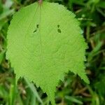 Triumfetta rhomboidea Leaf