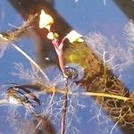 Utricularia australis Flower