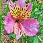 Alstroemeria ligtuപുഷ്പം