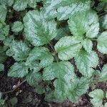 Lamium galeobdolonLeaf