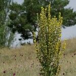 Verbascum lychnitis Цвят