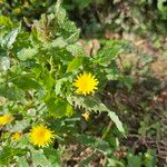 Sonchus oleraceusFlower