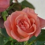 Rosa lucieae Kwiat