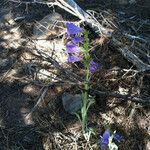 Penstemon speciosus Habitat