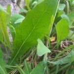 Sonchus bulbosus Hoja