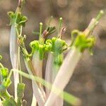 Dendrophthoe falcata Fleur