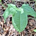 Dioscorea sansibarensis Hoja