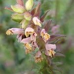 Odontites vulgaris Flower