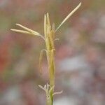 Carex alba 樹皮