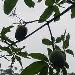 Aesculus × bushii Fruit