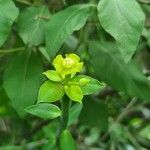 Euphorbia gossypina Blomst
