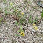 Rorippa palustris Habit