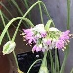 Allium stellatum Květ