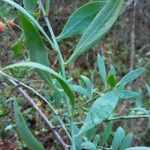 Osyris lanceolata Leaf