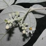 Solanum schlechtendalianum Квітка