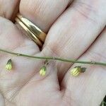 Rumex induratus ফুল