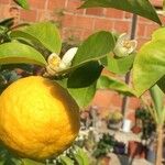 Citrus sinensis Fruit