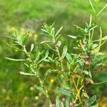 Polygonum plebeium Blatt