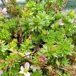 Saxifraga praetermissa Flower