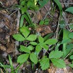 Agrimonia rostellata Habit