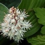 Tiarella cordifolia Floare