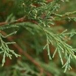 Juniperus scopulorum Folha