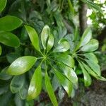 Schefflera arboricola Feuille