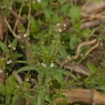 Veronica catenata Hoja