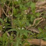 Veronica catenata Leaf