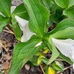 Trillium grandiflorum List