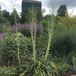 Eryngium paniculatum Цвят