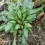 Cirsium monspessulanum Leaf