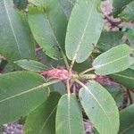Rhododendron auriculatum Hoja