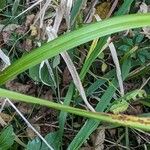 Carex lupulina Foglia